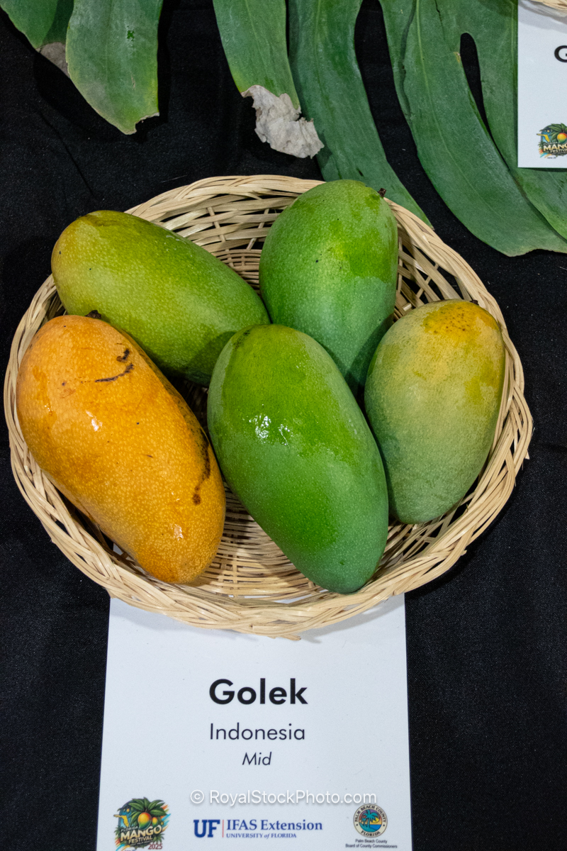 Golek mango fruit