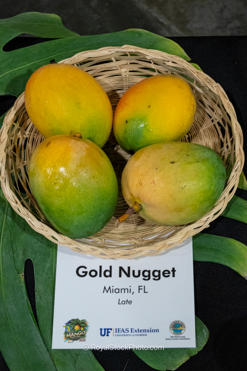 Gold Nugget Mango Gold Nugget mango fruit