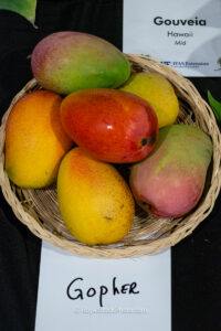 Gopher mango fruit