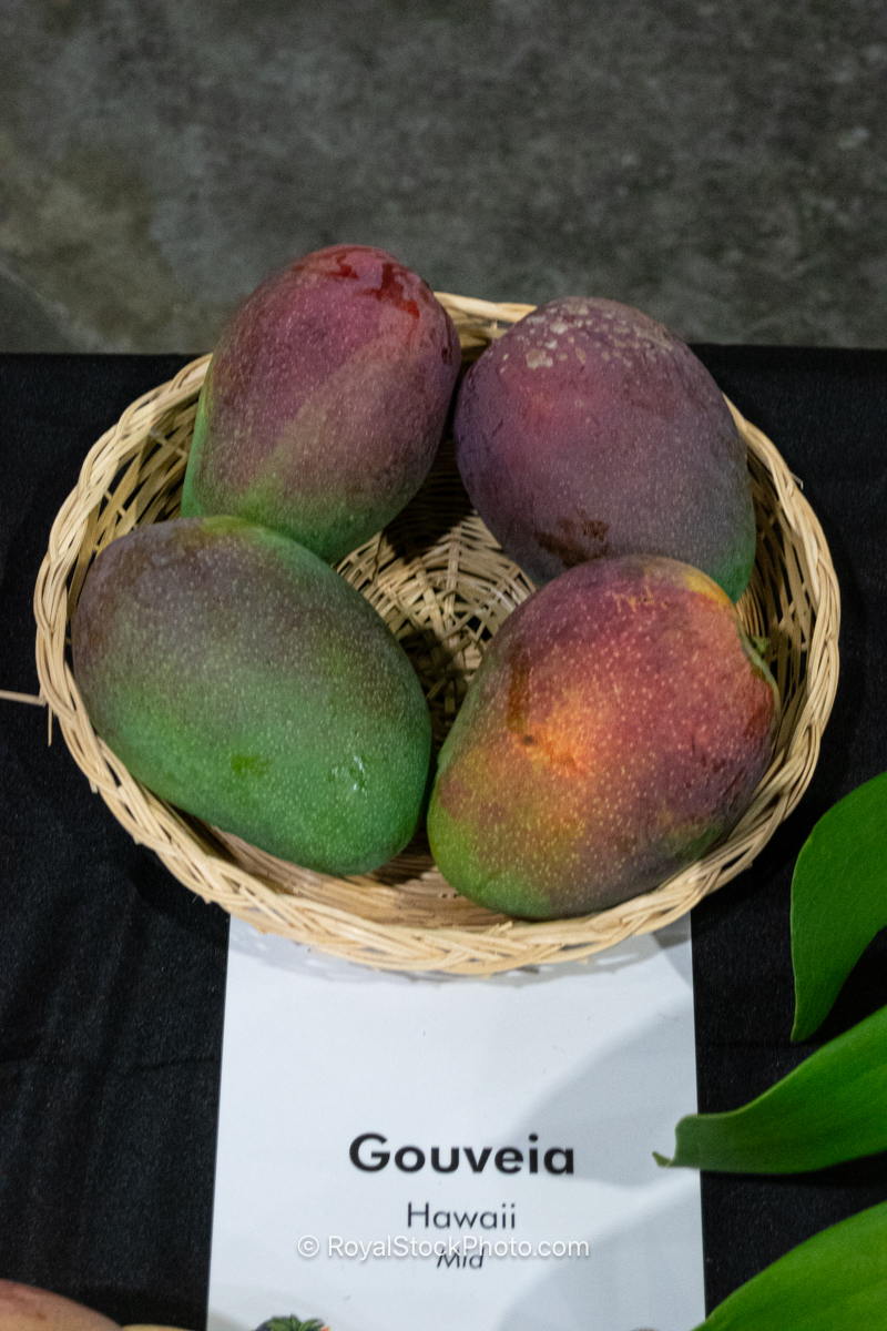 Gouveia mango fruit