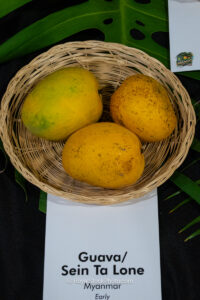 Guava - Sein Ta Lone mango fruit