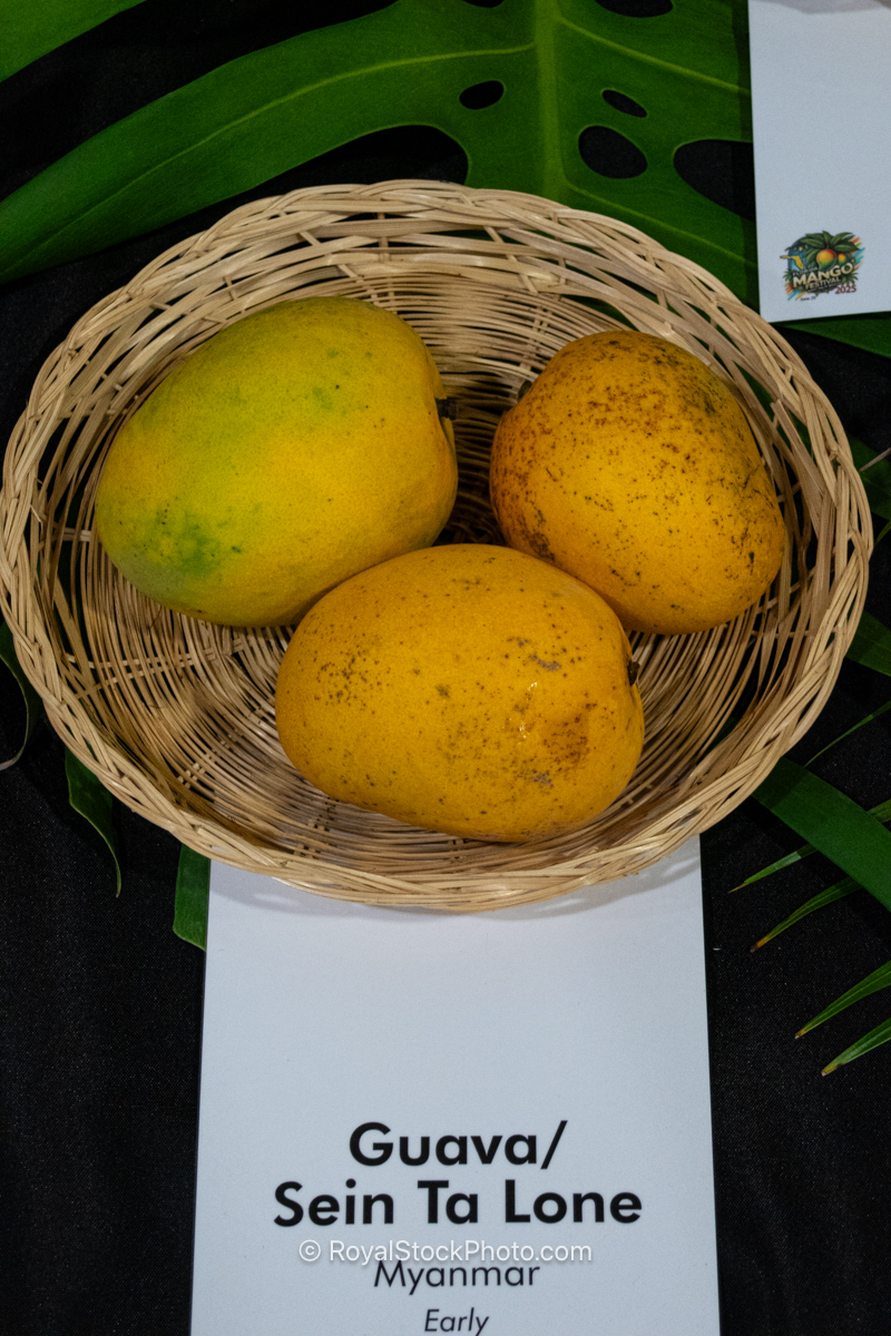 Guava - Sein Ta Lone mango fruit