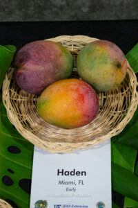Haden mango fruit
