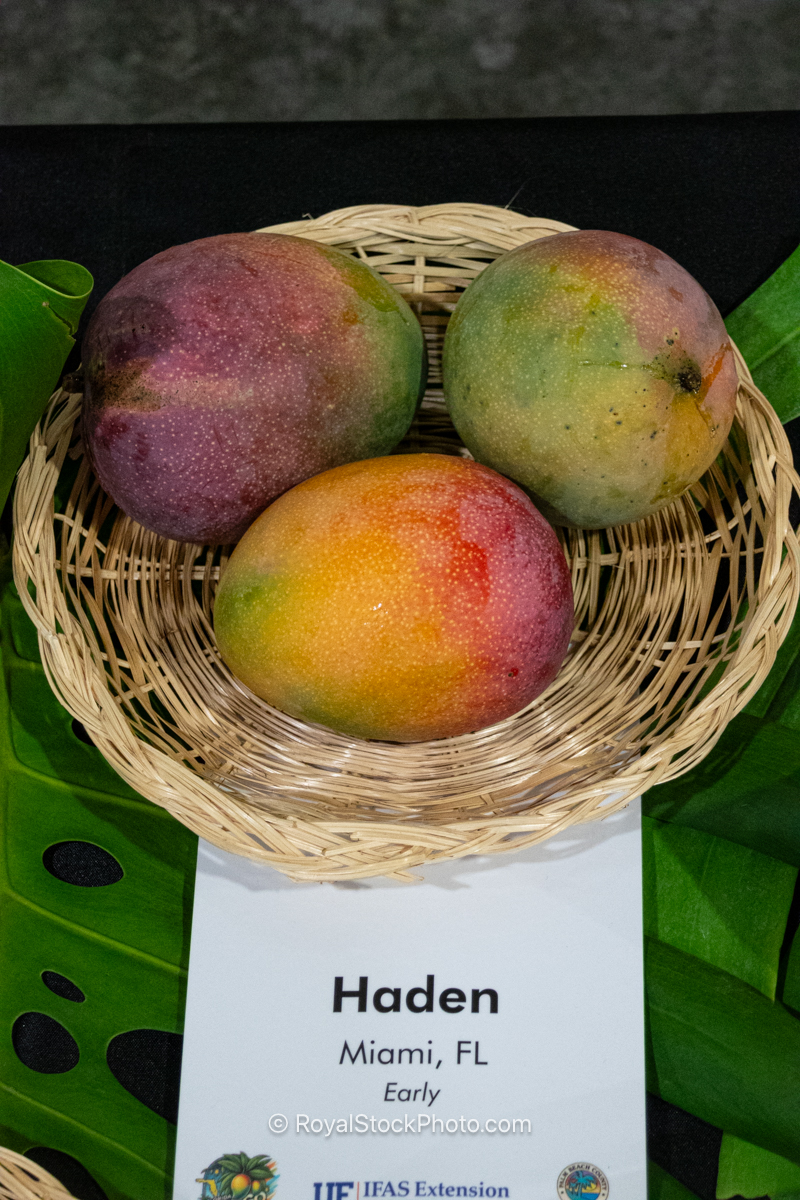 Haden mango fruit