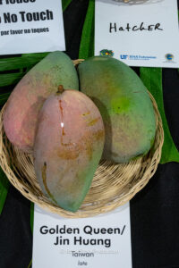 Golden Queen - Jin Huang mango fruit