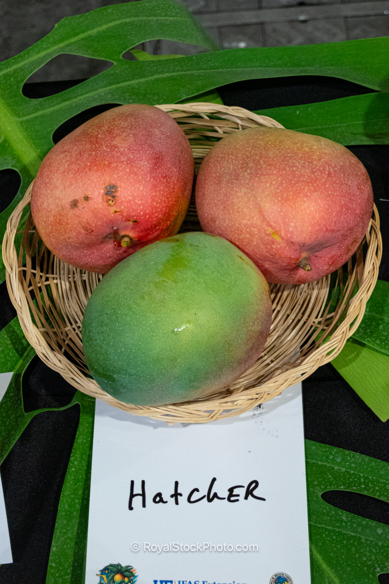 Hatcher mango fruit