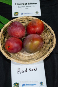 Hodson mango fruit