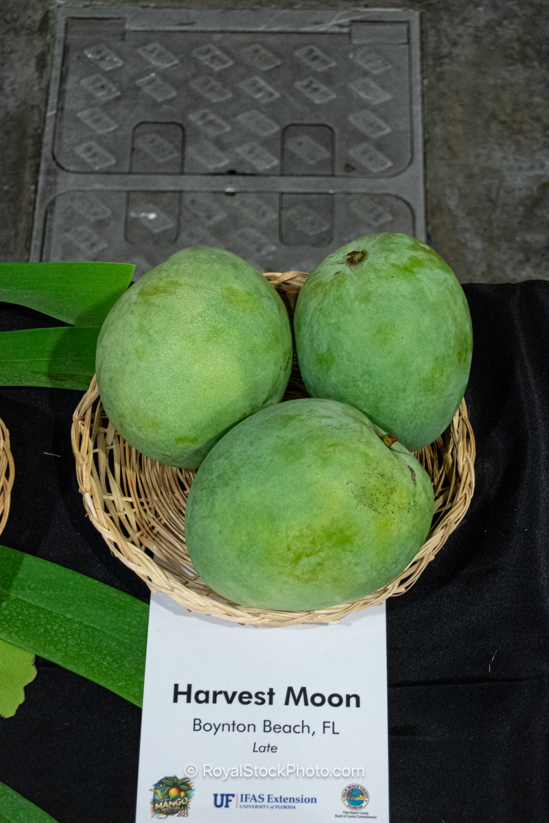 Harvest Moon mango fruit