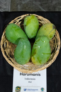 Harumanis mango fruit