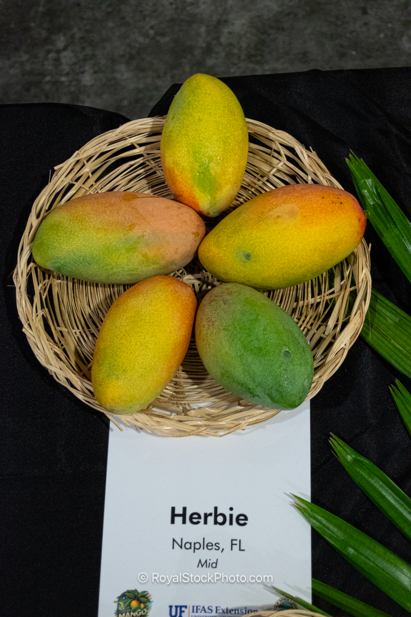 Herbie mango fruit
