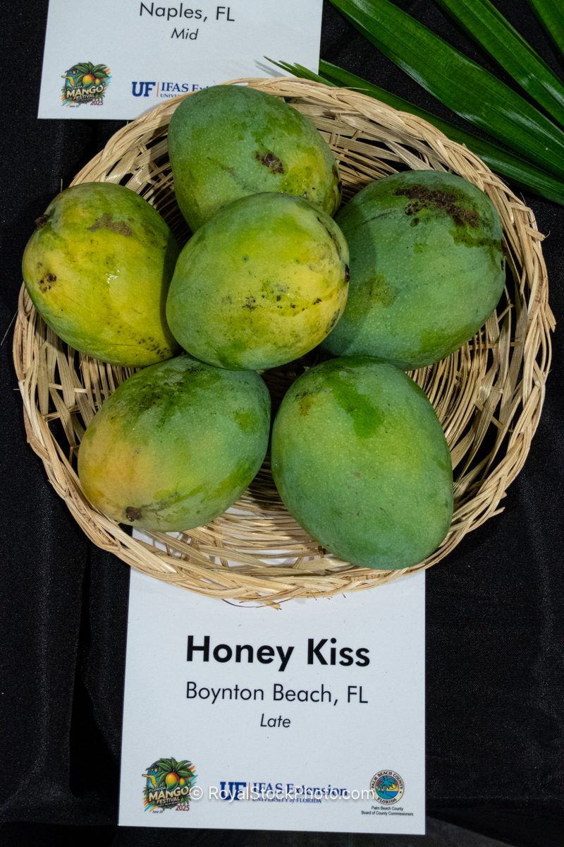 Honey Kiss mango fruit