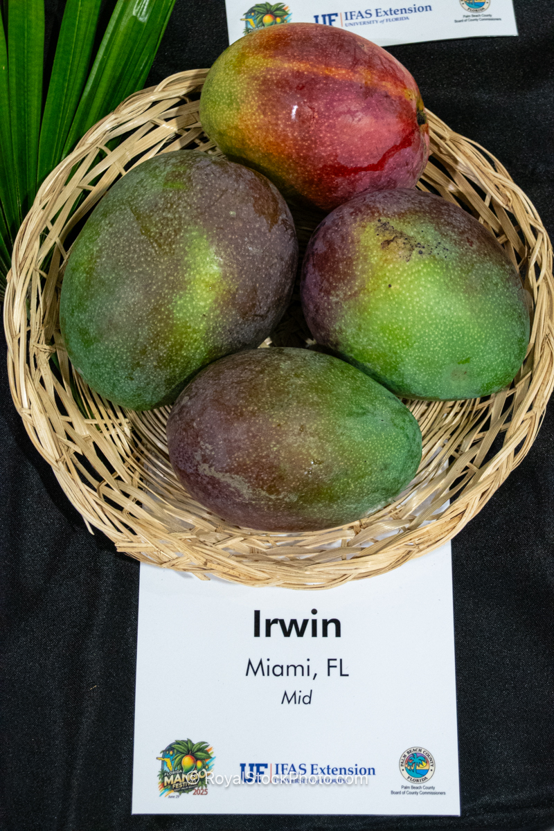 Irwin Mango Irwin mango fruit