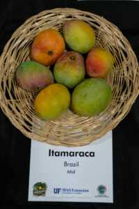 Itamaraca mango fruit