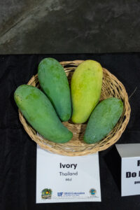 Ivory mango fruit