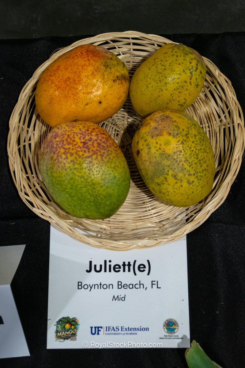 Juliett(e) mango fruit
