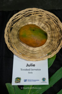 Julie mango fruit