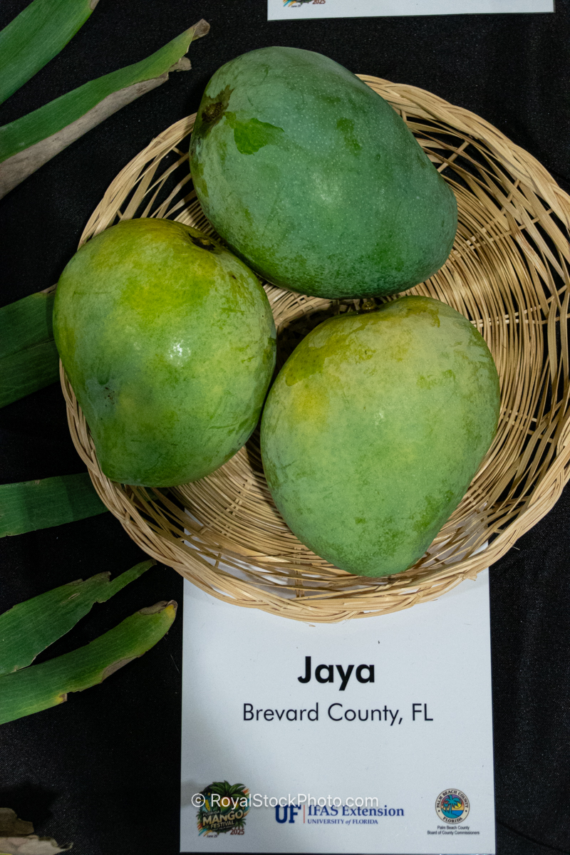 Jaya mango fruit