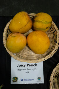 Juicy Peach mango fruit