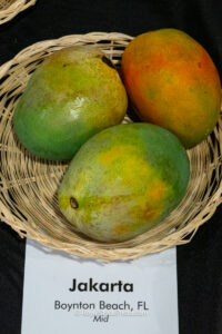 Jakarta mango fruit