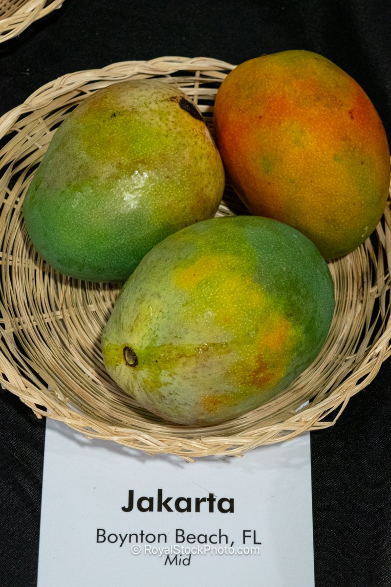 Jakarta mango fruit