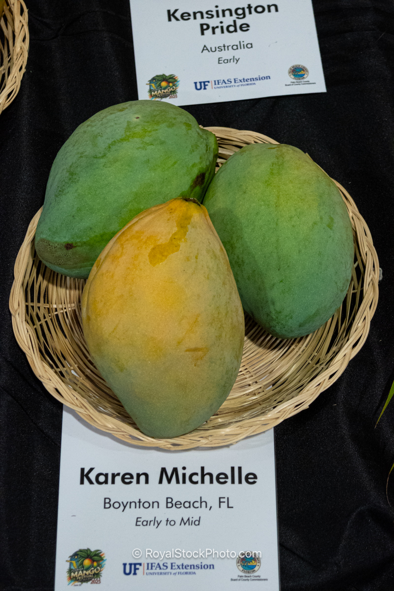 Karen Michelle mango fruit