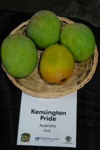 Kensington Pride mango fruit