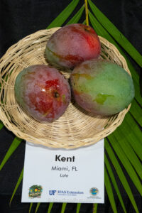 Kent mango fruit