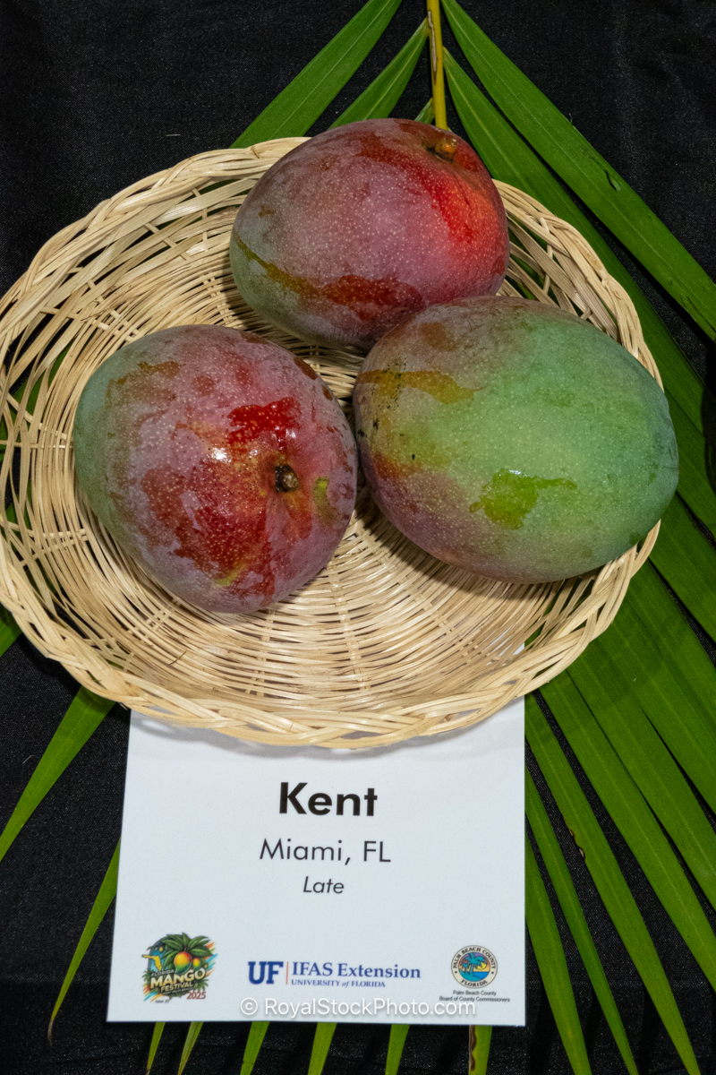 Kent mango fruit