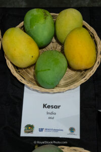 Kesar mango fruit