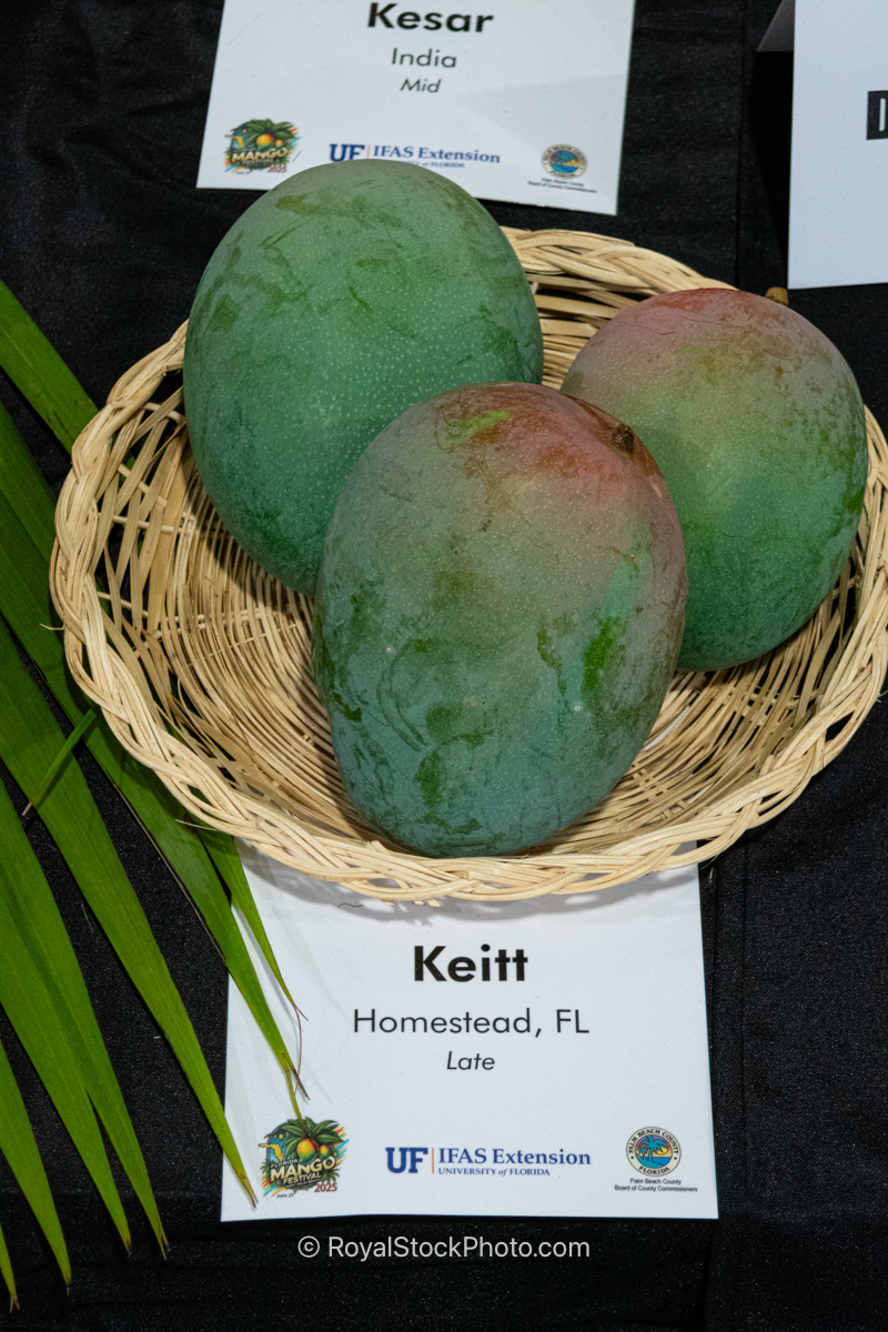 Keitt mango fruit