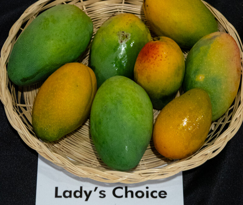 Lady’s Choice