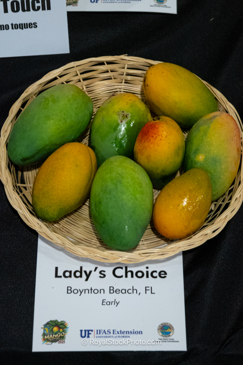 Lady's Choice mango fruit