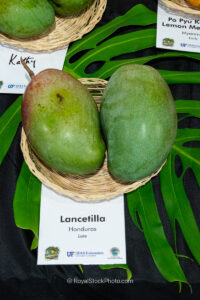Lancetilla mango fruit