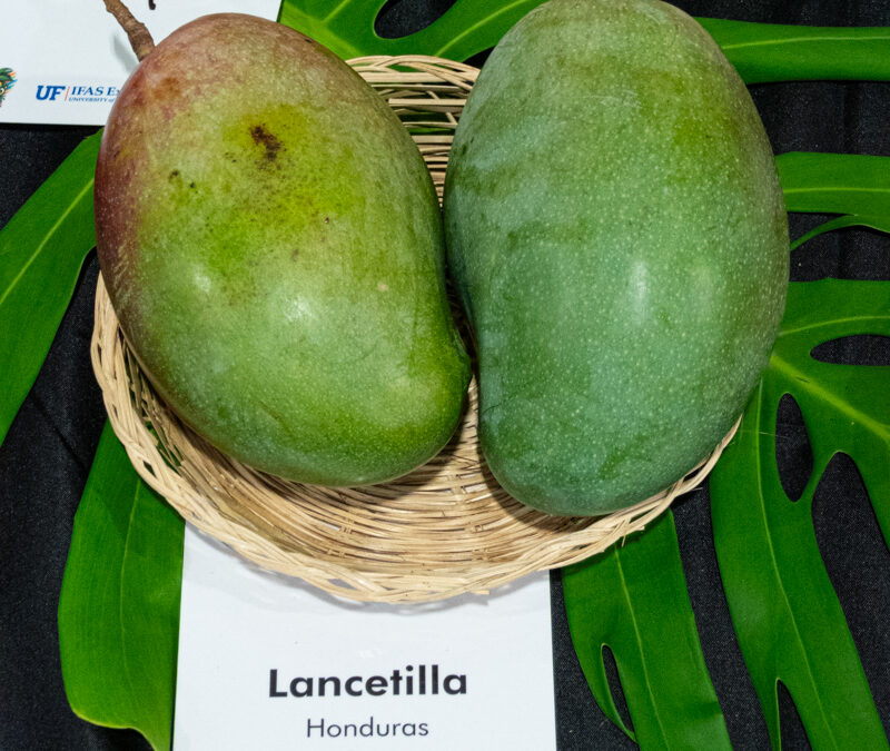 Lancetilla