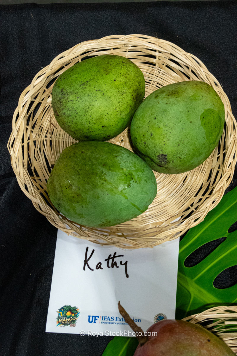 Kathy mango fruit