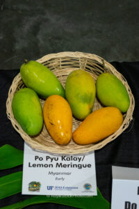 Po Pyu Kalay - Lemon Meringue mango fruit
