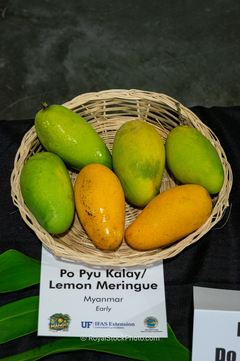 Po Pyu Kalay - Lemon Meringue mango fruit