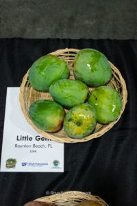 Little Gem mango fruit