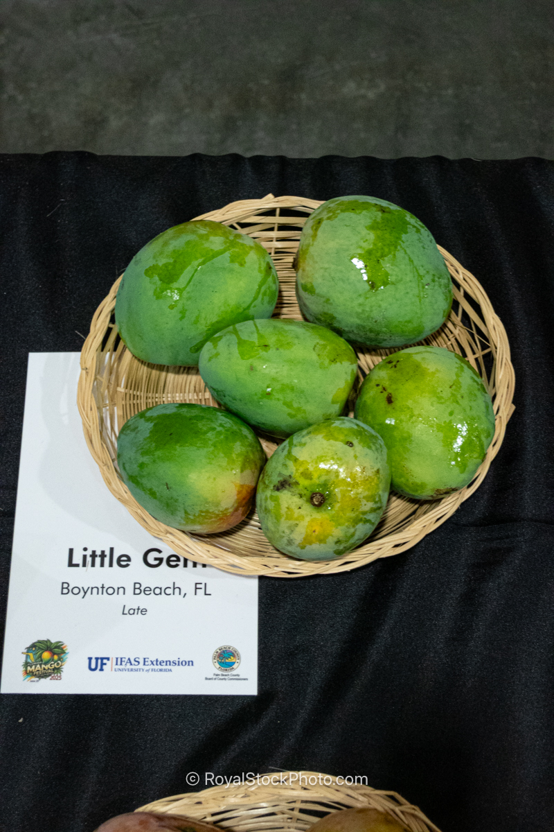 Little Gem mango fruit