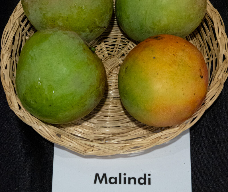 Malindi