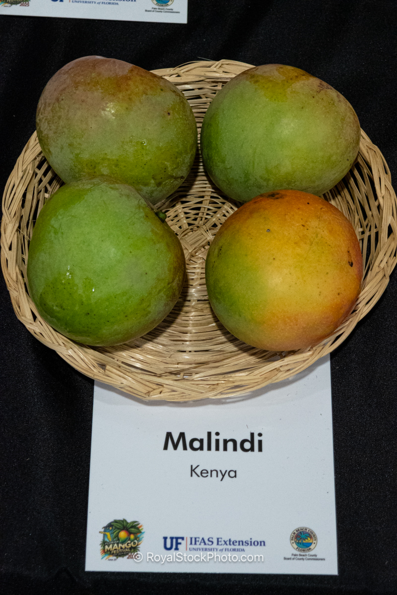 Malindi mango fruit