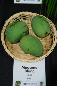 Madame Blanc mango fruit