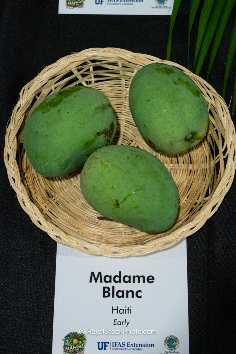 Madame Blanc mango fruit