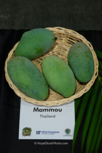 Mammou mango fruit