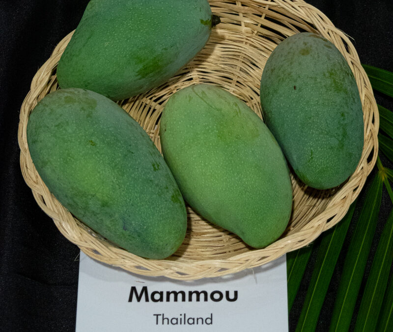 Mammou