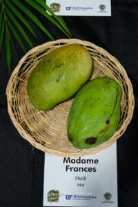 Madame Frances mango fruit