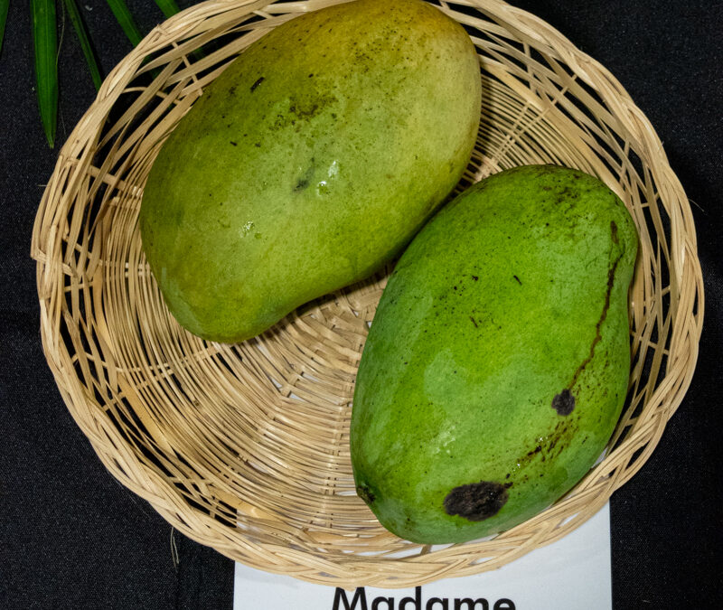 Madame Francis