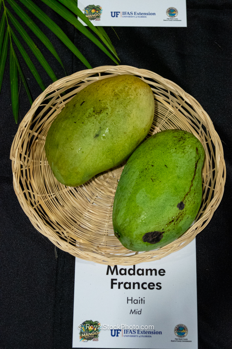Madame Frances Mango Madame Frances mango fruit