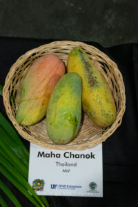 Maha Chanok mango fruit
