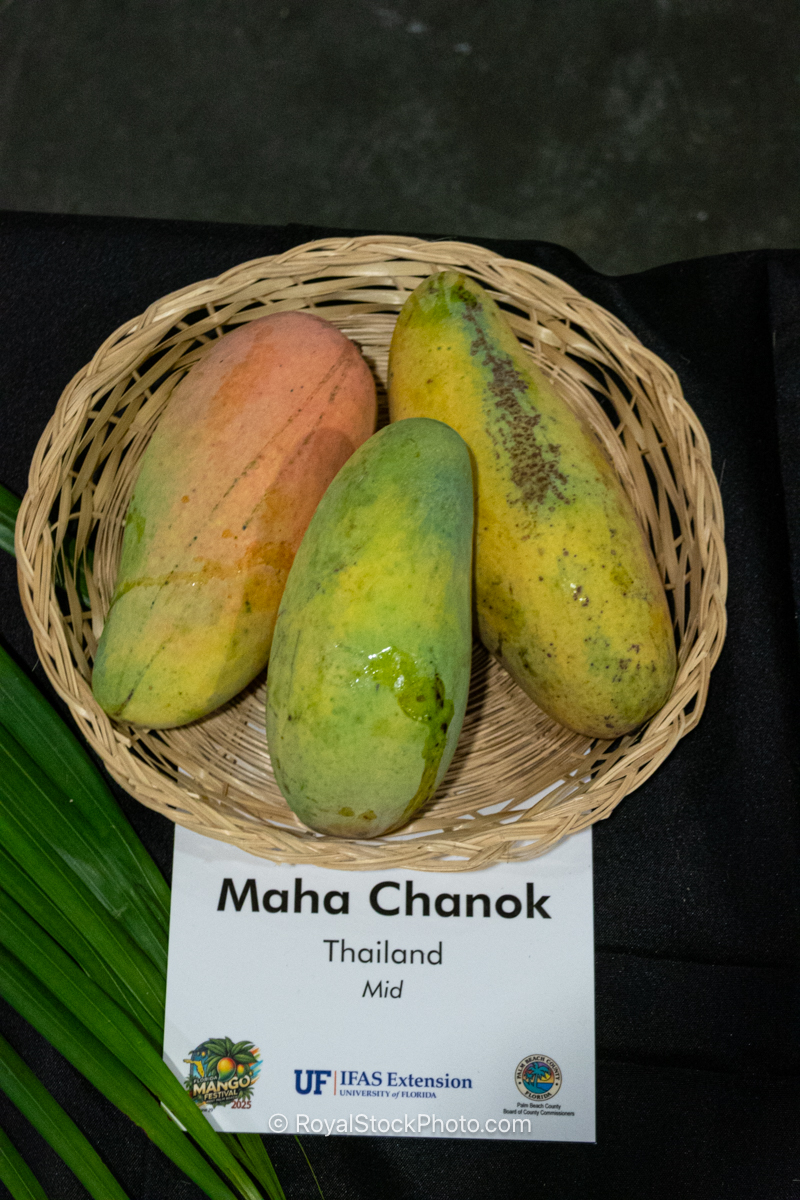 Maha Chanok mango fruit